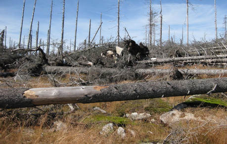 Removal of fallen trees