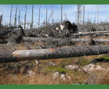 Removal of fallen trees