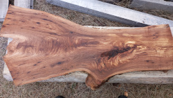 Live Edge Elm 1011 Front Side