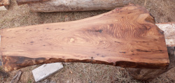 Live Edge Elm 1012 Back Side