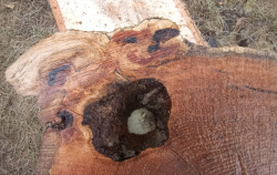 Live Edge Oak Round id 401 Bottom Side Closeup